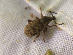 Otiorhynchus singularis