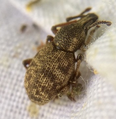 Otiorhynchus singularis