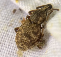 Otiorhynchus singularis