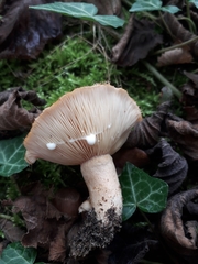 Lactarius mairei