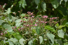 Melochia villosissima