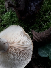 Lactarius mairei