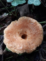 Lactarius mairei