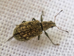 Polydrusus cervinus