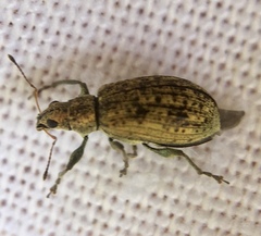 Polydrusus cervinus