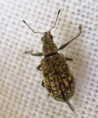 Polydrusus cervinus