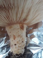 Lactarius mairei