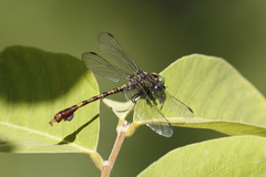 Paragomphus nyasicus