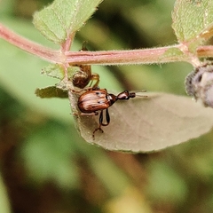 Compsapoderus bistriolatus