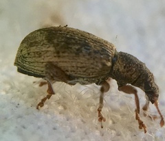 Polydrusus tereticollis