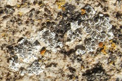 Myriolecis semipallida