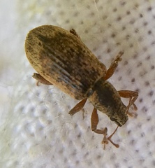 Polydrusus tereticollis