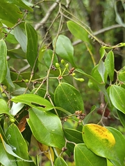 Lindera aggregata