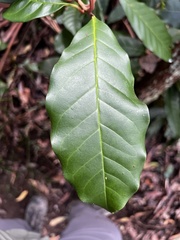 Quintinia