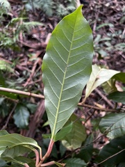 Quintinia