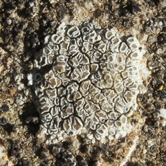 Myriolecis semipallida