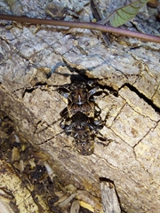 Aegomorphus circumflexus