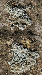 Myriolecis semipallida