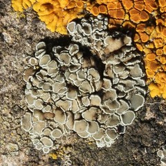 Myriolecis semipallida