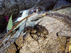 Aegomorphus circumflexus