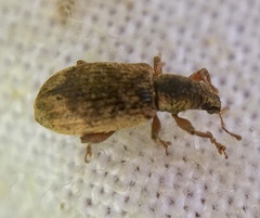 Polydrusus tereticollis