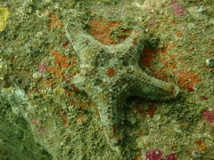 Gymnanthenea difficilis