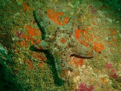 Gymnanthenea difficilis