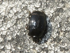 Margarinotus brunneus