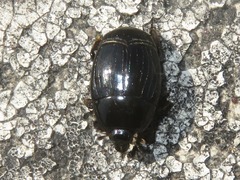 Margarinotus brunneus