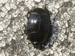 Margarinotus brunneus