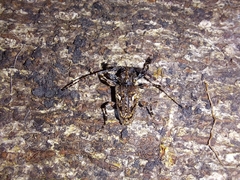 Aegomorphus circumflexus
