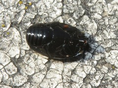 Margarinotus brunneus