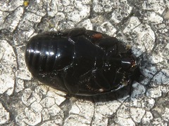 Margarinotus brunneus