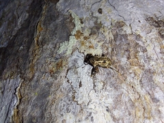 Cryptorhynchus cordubensis