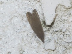 Dichrorampha aeratana