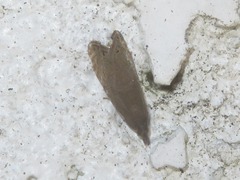 Dichrorampha aeratana