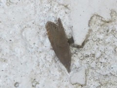 Dichrorampha aeratana