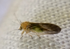 Cacopsylla brunneipennis