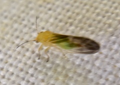 Cacopsylla brunneipennis