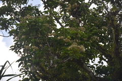 Hernandia labyrinthica