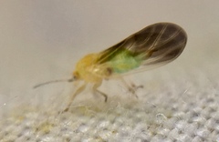 Cacopsylla brunneipennis