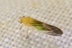 Cacopsylla brunneipennis