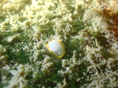 Diaphorodoris