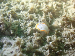 Diaphorodoris