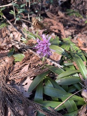 Heloniopsis orientalis