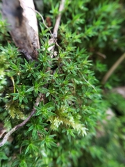 Pogonatum subulatum