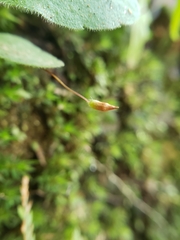 Pogonatum subulatum