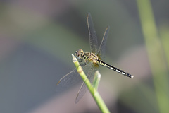 Diplacodes lefebvrii