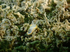 Diaphorodoris