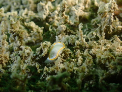 Diaphorodoris